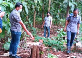 Demi Perbaiki Rumah , Seorang Kakek Di Tuban Curi Kayu Milik Perhutani