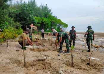 Danramil 0811 / 15 Jenu Bersama Tiga Pilar Rawat Tanaman Magrove