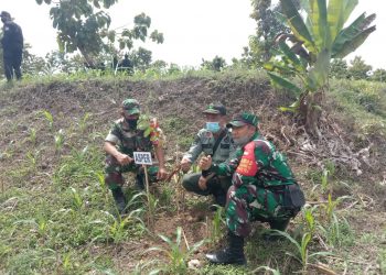 Danramil 0811/16 Singgahan Bersama Forkopimka Laksanakan Reboisasi Ribuan Pohon Produktif