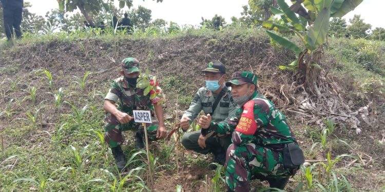 Danramil 0811/16 Singgahan Bersama Forkopimka Laksanakan Reboisasi Ribuan Pohon Produktif