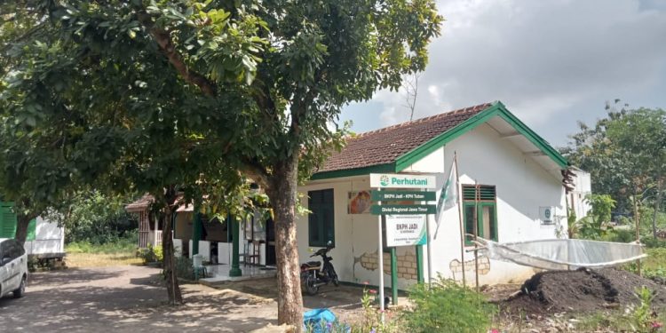 Terkait Penyewaan dan Jual Beli Lahan Garapan (Percil) Tanah negara, Perhutani Tuban Diduga Lakukan Pungli