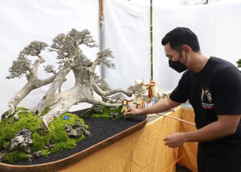 802 Bonsai Dari Berbagai Provinsi Ikuti Pameran Bonsai Tuban