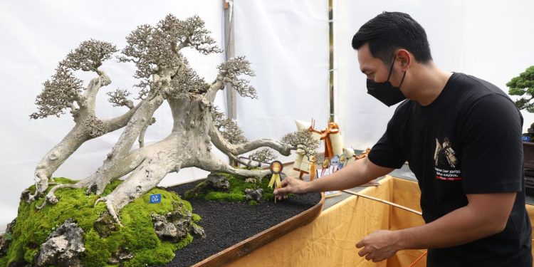 802 Bonsai Dari Berbagai Provinsi Ikuti Pameran Bonsai Tuban