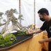 802 Bonsai Dari Berbagai Provinsi Ikuti Pameran Bonsai Tuban