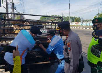 Antisipasi Penyebaran PMK, Gabungan Instansi Terkait dan Polsek Trowulan Gelar Operasi