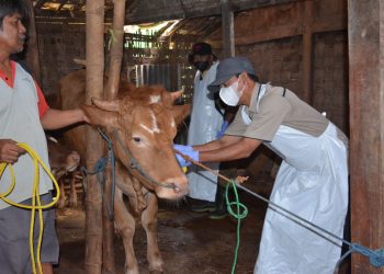 Desa Kembangbilo Tuban Dapatkan Vaksinasi PMK Tahap Pertama