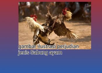 Lapor Pak Kapolres, Perjudian Sabung Ayam Dan Dadu Makin Menjadi di Bojonegoro