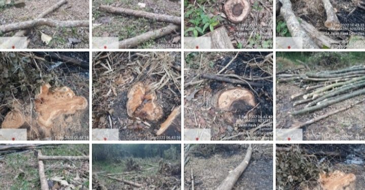 Penebangan Liar Modus Untuk Penanaman/Gudang Penyimpanan Porang