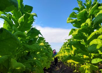 Harga Bagus, Petani Tembakau di Bojonegoro Sumringah