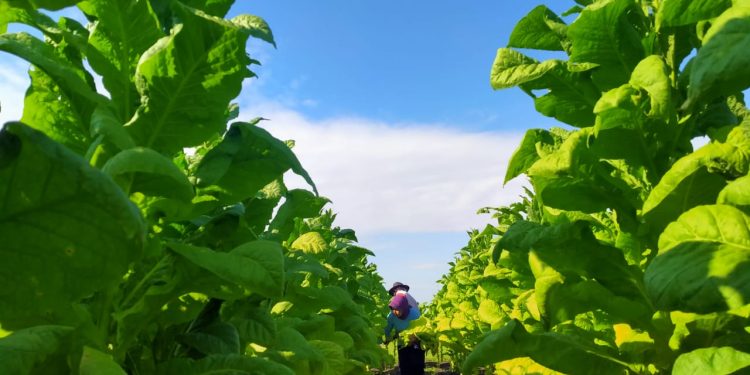 Harga Bagus, Petani Tembakau di Bojonegoro Sumringah