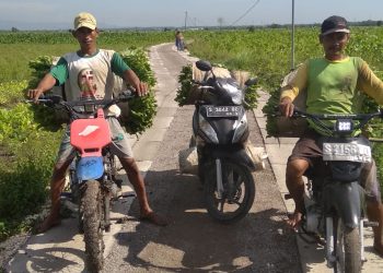 Pemkab Bojonegoro Bangun 83 Titik JUT, Tingkatkan Hasil Produksi Pertanian 