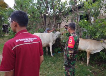 Bancar Tuban Serentak Optimalisasi Penanganan PMK, Pasang Eartag Barcode Guna PendataanHewan Ternak ﻿