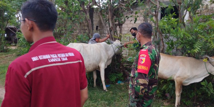 Bancar Tuban Serentak Optimalisasi Penanganan PMK, Pasang Eartag Barcode Guna PendataanHewan Ternak 