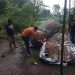 Sabung Ayam Digerebek Polres Jombang, Dua Pelaku Ditangkap