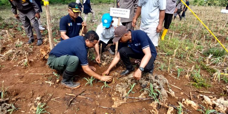 Dalam Rangka Hari Desa Asri Nusantara Dan Hari Bhakti Rimbawan, Perhutani KPH Tuban Giatkan Tanam Pohon