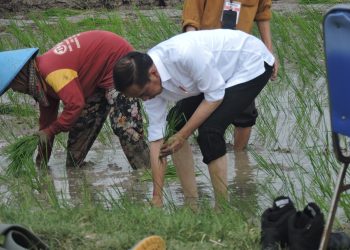 Momen Tanam Padi Serentak, Presiden Jokowi Puji Pemakaian Pupuk Organik Petani di Tuban