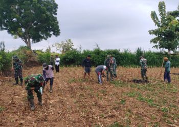 Wujudkan Ketahanan Pangan Nasional, Koramil 0811/12 Bancar Tuban Tanam Jagung Bersama Warga