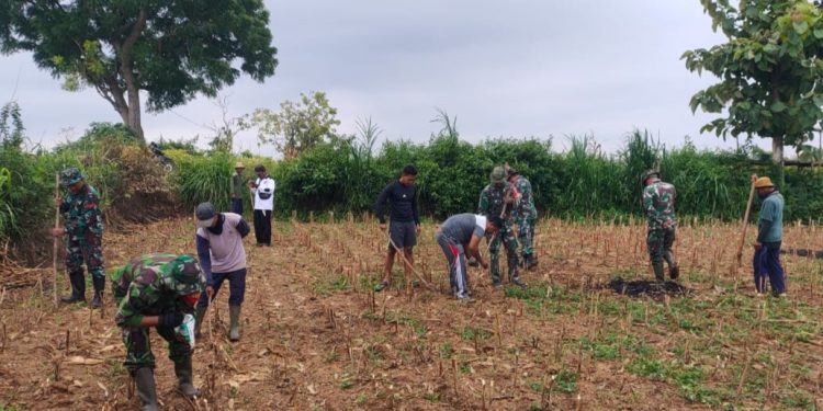 Wujudkan Ketahanan Pangan Nasional, Koramil 0811/12 Bancar Tuban Tanam Jagung Bersama Warga