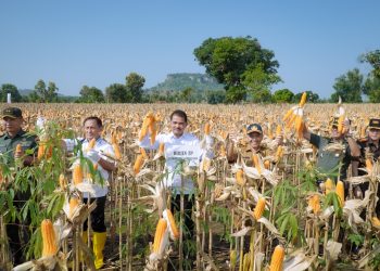 Kunjungan Kerja di Tuban Dirjen Tanaman Pangan Panen Raya Jagung