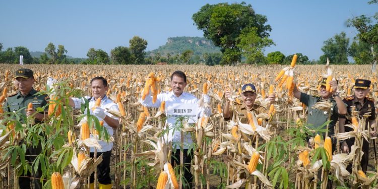 Kunjungan Kerja di Tuban Dirjen Tanaman Pangan Panen Raya Jagung
