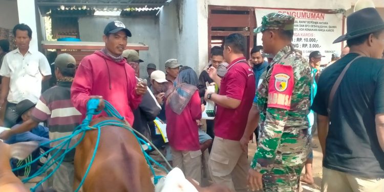 Babinsa Koramil 0811/09 Jatirogo Turut Sukseskan Program Manajemen Kesehatan Ternak Di Wilayah