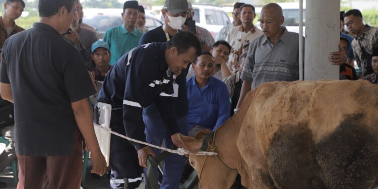 Jelang Idul Adha 96 Orang Ikuti Pelatihan Penyembelihan Hewan Ternak dari DKP2P Tuban