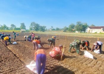 Tingkatkan Produktivitas Bawang Merah, Koramil 0811/12 Bancar Tuban Tanam Bersama Warga Ngampelrejo