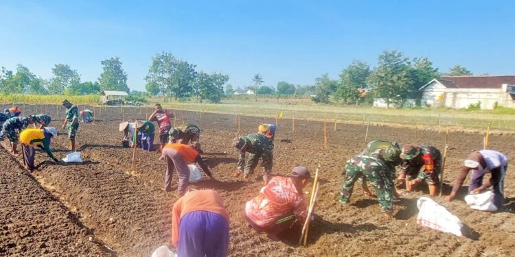 Tingkatkan Produktivitas Bawang Merah, Koramil 0811/12 Bancar Tuban Tanam Bersama Warga Ngampelrejo