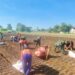 Tingkatkan Produktivitas Bawang Merah, Koramil 0811/12 Bancar Tuban Tanam Bersama Warga Ngampelrejo