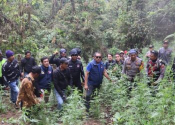 Kisah Polisi Ungkap Ladang Ganja di TN Bromo, Menyamar jadi Pemburu dan Tukang Cangkul