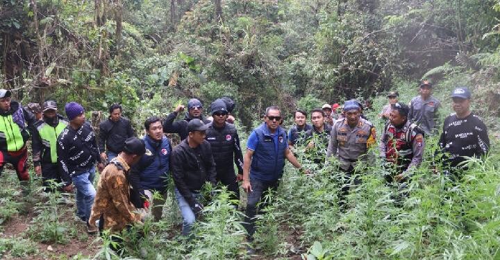 Kisah Polisi Ungkap Ladang Ganja di TN Bromo, Menyamar jadi Pemburu dan Tukang Cangkul