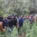 Kisah Polisi Ungkap Ladang Ganja di TN Bromo, Menyamar jadi Pemburu dan Tukang Cangkul