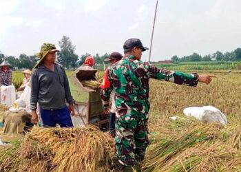 Satgas TMMD Ke-123 Kodim 0811/Tuban Bantu Petani Panen Padi