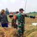 Satgas TMMD Ke-123 Kodim 0811/Tuban Bantu Petani Panen Padi