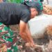 Satgas TMMD Kodim 0811/Tuban Targetkan Pemasangan Gorong-Gorong Tepat Sasaran