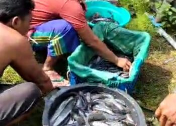 Hendro Iswanto Pengusaha Tuban, Rintis Ternak Lele, Dukung Ketahanan Pangan