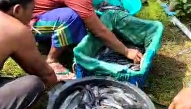 Hendro Iswanto Pengusaha Tuban, Rintis Ternak Lele, Dukung Ketahanan Pangan