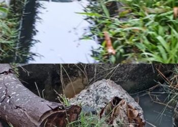 Warga Rahayu, Soko, Tuban Keluhkan Kebocoran Limbah PT. PHE ke Persawahan