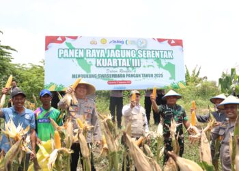 Kapolres Mojokerto kota menggandeng Poktan adakan Panen Jagung Kuartal III