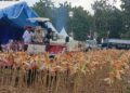 Prabowo Panen Jagung di Tuban