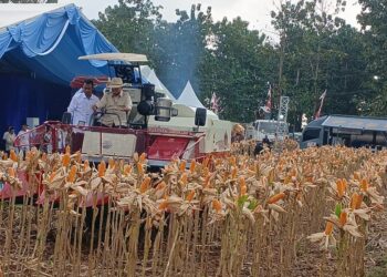 Prabowo Panen Jagung di Tuban