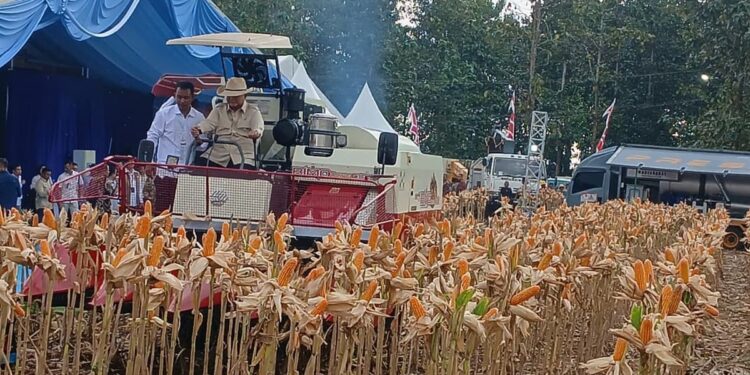 Prabowo Panen Jagung di Tuban