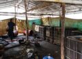 Dugaan Penimbunan Solar Subsidi di Senori Tuban Disorot, Warga Sebut Dua Gudang Tampung hingga 16 Ton per Hari