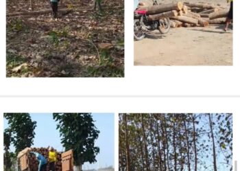 Diduga Ambil Kayu Jati, Pembeli Belum Lunasi Rp56 Juta, Warga Tuban Mengadu ke Polisi