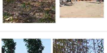Diduga Ambil Kayu Jati, Pembeli Belum Lunasi Rp56 Juta, Warga Tuban Mengadu ke Polisi