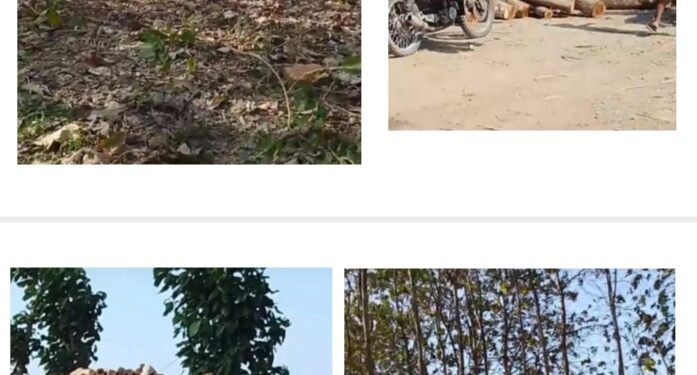 Diduga Ambil Kayu Jati, Pembeli Belum Lunasi Rp56 Juta, Warga Tuban Mengadu ke Polisi